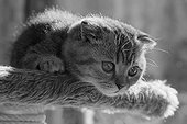 Silver tabby Scottish Fold kitten lying down on a cat tree