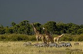 Masai Giraffes et Zebras in savanna Masai Mara Kenya