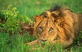 Lion lying down in grass Sabi Sabi Game Reserve South Africa