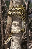 Reticulated Python rolled up around a trunk  Asia
