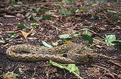 Reticulated python crawling in  underwood Northern Sulawesi