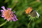 Shield bug on a Pincushion Flower Haute-Loire France