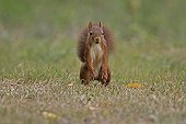 Ecureuil roux debout dans une prairie