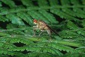 Common yellow Dung-fly on a leaf