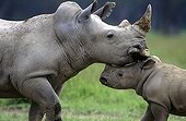 White rhinoceros female and young Kenya