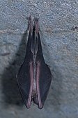 Greater horseshoe Bat in hibernation in a cave