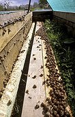 Elevage d'Escargots Petit-Gris à Margoutière ; Phase d'engraissement