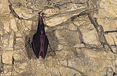 Greater Horseshoe Bat in hibernation in a cave