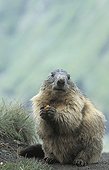 Alpine Marmot  eating National park Hohe Tauern  Austria
