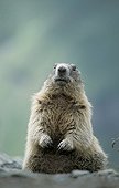 Alpine Marmot  National park Hohe Tauern  Austria