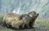Alpine Marmots  National park Hohe Tauern  Austria