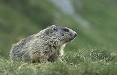 Alpine Marmot  National park Hohe Tauern  Austria