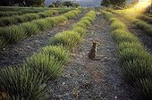 Abyssin cat in a lavender field France