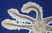 Isolated zoid of Sea Pen ; View on a part of a Pennatula zoid with its arms and its ramifications ; note its mouth in the center which receives the captures made by them. These animals are fixed by a foot inserted in the fine sediments from 30 m up to 200 m of depth. They can move on the bottom.