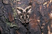 Silver Y moth on bark
