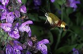 Broad-bordered Bee Hawkmoth in flight 