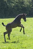 Foal English thoroughbred bucking in a meadow France