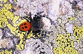 Ladybird spider on Lichens