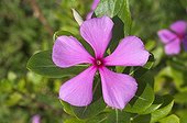 Macrophotography of Madagascar Periwinkle Yucatan Mexico ; Province of Yucatan.<br>Plant cultivated for its medicinal properties, anti-cancer.