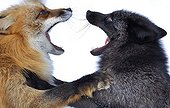 Dispute between two Red foxes Zoo of Ranua Finland 