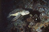 Underwater shot of a Hawksbill sea turtle Madagascar