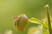 Hymenoptera trapped by a Venus flytrap