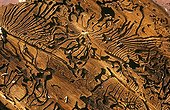 Gallery of Bark beetle in wood Poland