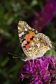 Vanessa cardui on Buddleia the tree with the butterflies France