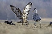 Grey heron and Common buzzard fighting for a prey France ; Natural space of Brognard