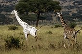 Albino giraffe in the national park of Tarangire Tanzania 
