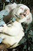 Albino koala eating Zoo of San Diego  USA 