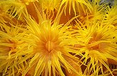 Orange Cup Coral Great Barrier Australia