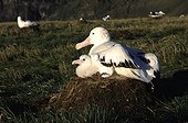 Male Wandering albatross and its young in nest Crozet
