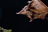 Flying squirrel being on the point of being posed Indonesia