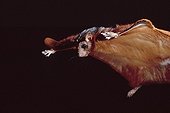 Squirrel flying in gliding flight Indonesia