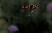Clairon des abeilles en vol Auvergne France