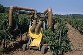 Effeuillage mécanisé de la vigne Côtes-de-Provence France