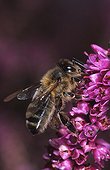 Honey bee gathering on Heather Ouessant island Bretagne ; Report Honey bee of Bretagne.