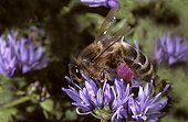 Honey bee gathering on Sheep scabious Ouessant island ; Flower gathered by Honey bee of Bretagne.<br/>