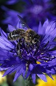 Honey bee gathering a Cornflower Bretagne France ; Report Honey bee of Bretagne.<br><br>