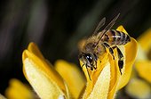 Honey bee on a Golden Gorse flower Bretagne France ; Report Honey bee of Bretagne.<br><br>