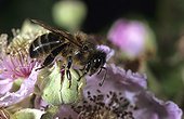 Honey bee on a Shrubby blackberry's flower Ouessant island ; Report Honey bee of Bretagne.<br><br>