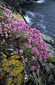 Gazon d'Espagne sur le rivage rocheux Ile d'Ouessant  ; Fleur butinée par l'abeille noire de Bretagne.<br/><br/>