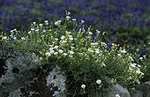 Silène maritime en fleurs sur le rivage rocheux Bretagne ; Fleur butinée par l'abeille noire de Bretagne.<br/><br/>