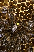 Honey bee workers and queen tagged on thorax Bretagne ; Report Honey bee of Bretagne.<br><br><br>