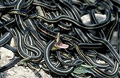 Red-sided Garter Snake after the hibernation Canada