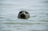 Harbor Seal leaving the head water Veys Bay Normandy France