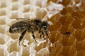 Abeille noire léchant le miel d'une alvéole désoperculée ; Reportage Abeille noire de Bretagne.
