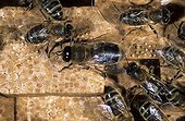 Faux-bourdon au milieu des ouvrières dans la ruche Bretagne ; Reportage Abeille noire de Bretagne.