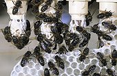 Honey bee workers on queen cells Bretagne France ; Report Honey bee of Bretagne.